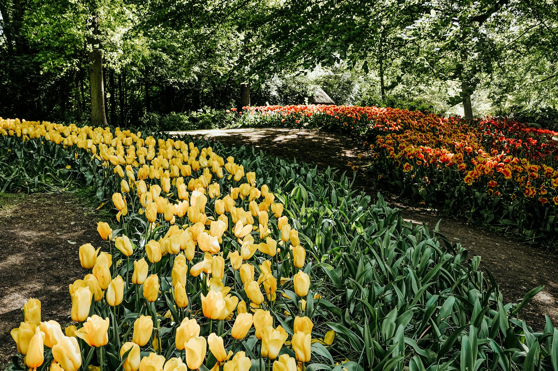 Rows of tulips in bloom at Keukenhof Gardens near Amsterdam