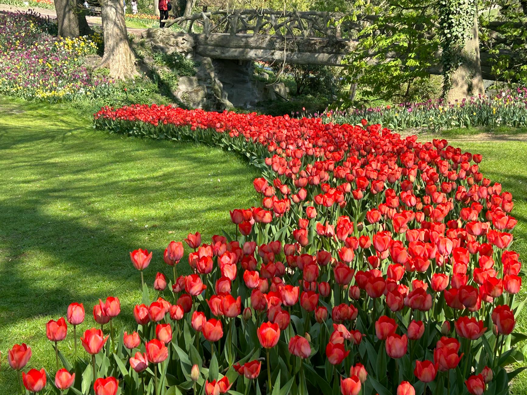 Colorful tulip fields at Keukenhof Gardens near Amsterdam