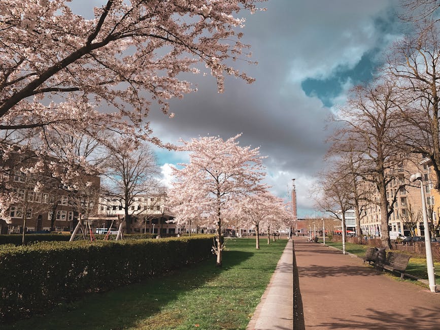 Pink cherry blossoms in Amsterdamse Bos park spring