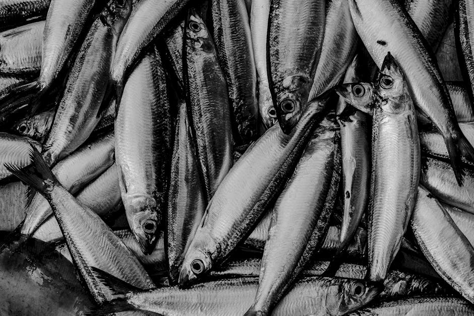 Dutch herring fish stand Singel canal