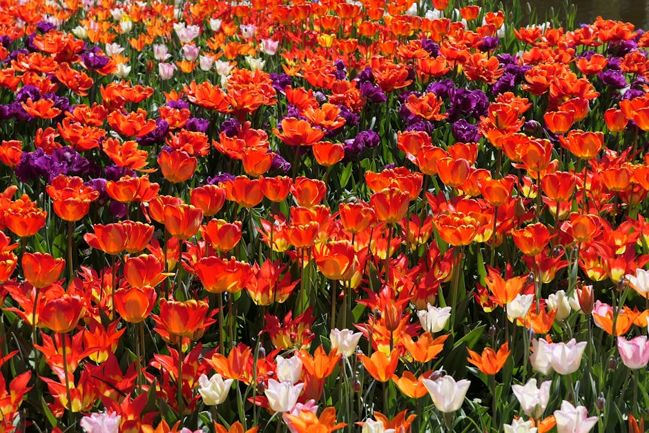 Pink and white tulips close-up at Keukenhof Holland