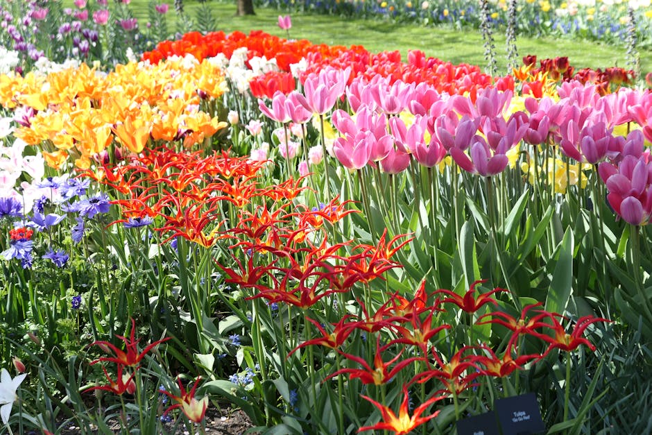 Keukenhof tulip fields with rows of red yellow purple tulips Netherlands