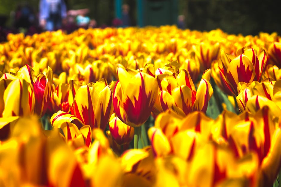 Keukenhof gardens tulips visitors flowers