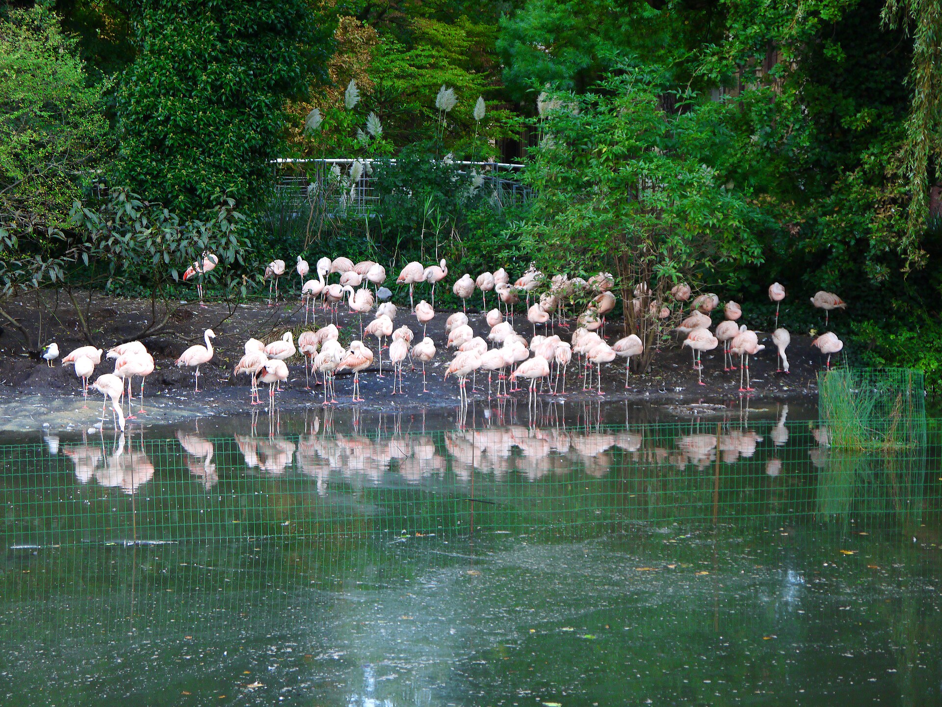 Flamingos standing beside a pond reflected in the water at ARTIS zoo