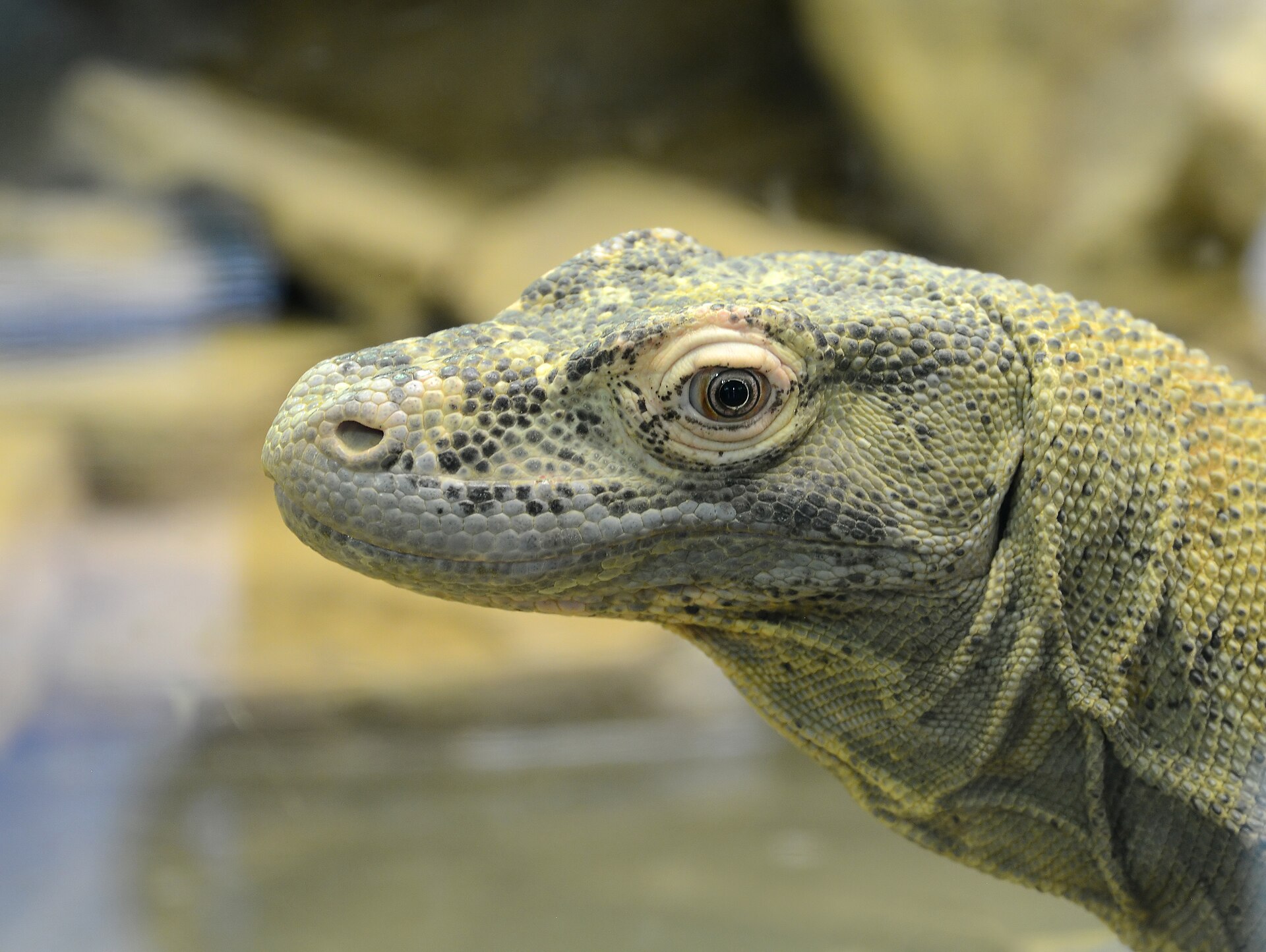 A Komodo dragon at ARTIS zoo in Amsterdam turns its scaled head toward the camera against a blurred enclosure.